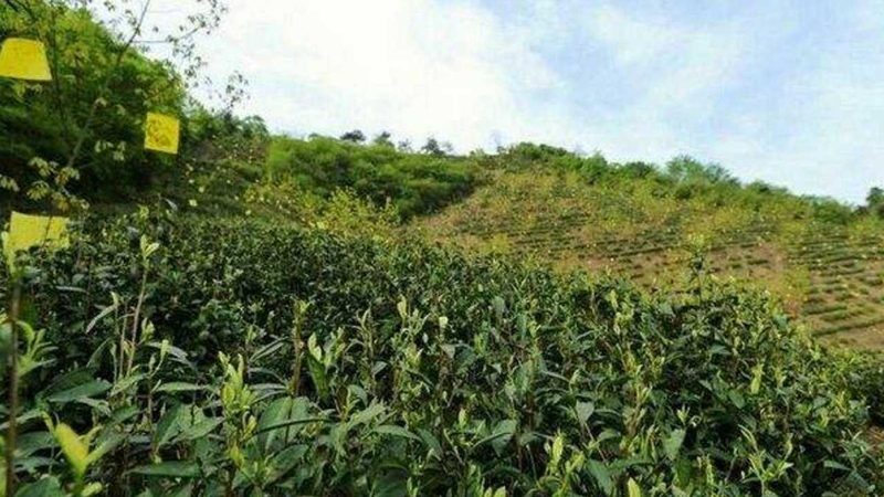 高山水果种植成本优势解析：平原与高山的差异分析